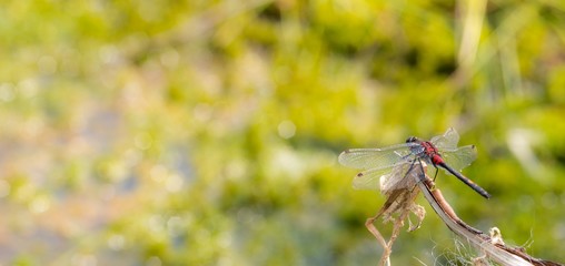 Kleine Moosjungfer (Leucorrhinia dubia), geschlechtsreifes Männchen sitzt auf Ansitzwarte, Pietzmoor, Naturschutzgebiet Lüneburger Heide, Schneverdingen, Niedersachsen, Deutschland, Europa
