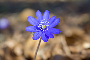 Fototapeta premium Hepatica transsilvanica flowers