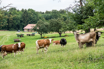 Rinder und Kühe auf der Weide