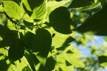 A branch with green leaves against a blue sky. A black fly is sitting on a piece of paper. The sky shines through the leaves.