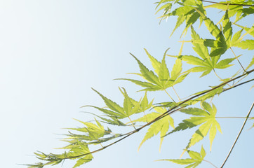 Obraz premium Green leaf of Japanese maple. Summer season background