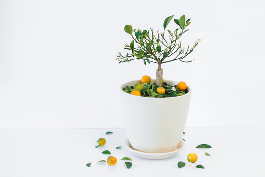 Orange tree