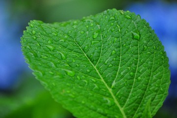 Green leaf with drops of water in the rain