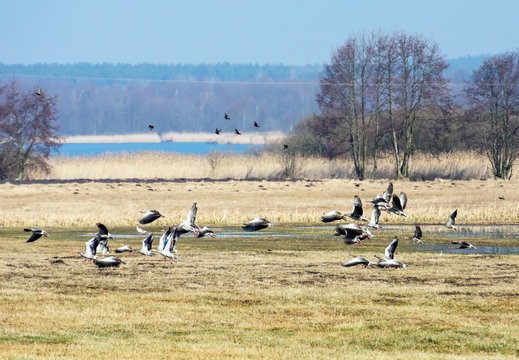 Flock of greylag geese flying over fields in spring in Poland
