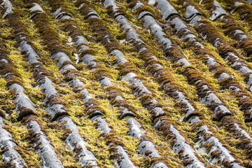 Moos auf Eternit dach