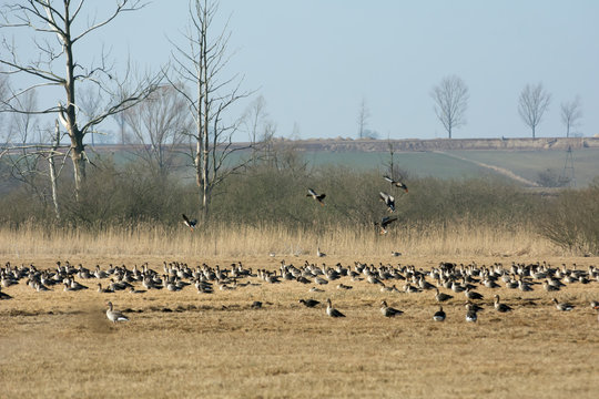 Flock of greylag geese resting on Polish fields on their way north in spring - leafless trees in the background