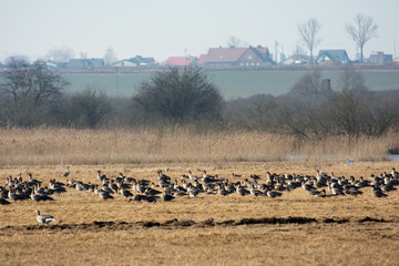 Flock of greylag geese resting on Polish fields on their way north in spring - leafless trees and...