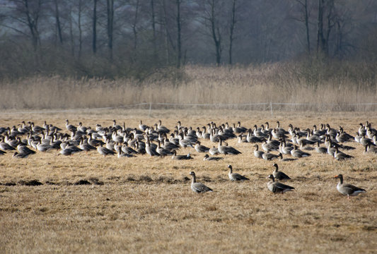 Flock of greylag geese resting on Polish fields on their way north in spring