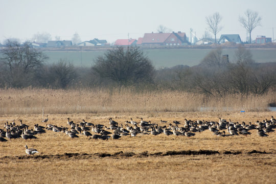 Flock of greylag geese resting on Polish fields on their way north in spring - leafless trees and farmhouses  in the background