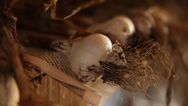 Drying garlic on a farm - close up