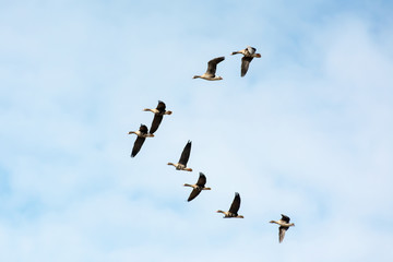 Formation of greylag geese against blue sky
