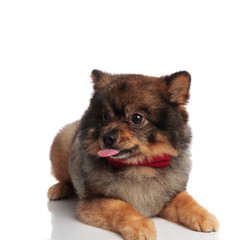 Obraz premium curious pomeranian with red bowtie lying and looking to side