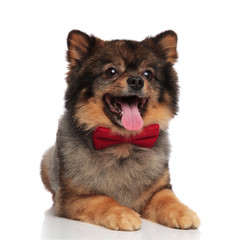 gentleman pomeranian lies down while panting and looking up