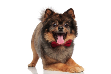 excited pomeranian with red bowtie lying on front legs