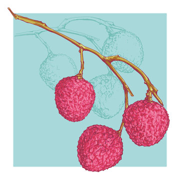 Vector Illustration Sketch. Hand Drawn Summer Fruits Litchi. Included Line Art Background.