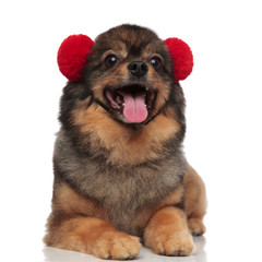 adorable lying pom dog with red earmuffs panting