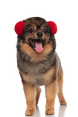 excited brown pom with fluffy earmuffs on head