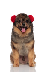 lovely brown pom sitting with red earmuffs on head