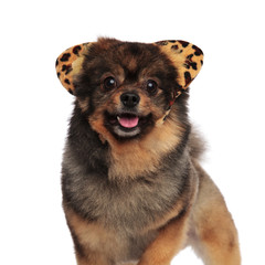 standing pom with leopard ears headband and tongue exposed