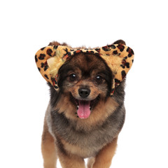 cute pom with leopard print headband standing and panting
