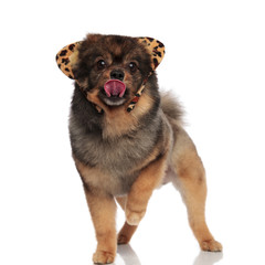 adorable leopard pomeranian stepping and licking its nose