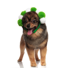 lovely pomeranian with white and green balls headband panting