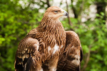 Aigle doré, oiseau de proie