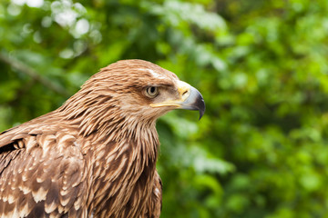 Close-up photo of golden eagle