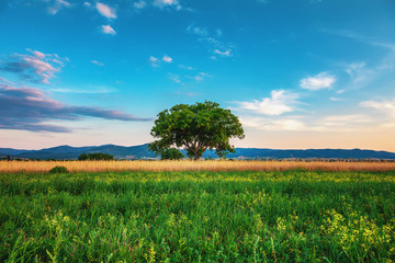 Big green tree in a field