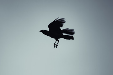 Crow flying over blue sky, stylized photo