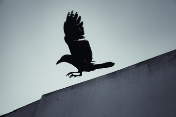 Black crow flying under blue sky