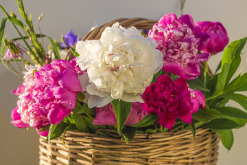 Fototapeta na wymiar Wicker basket with various multicolored peony flowers close up