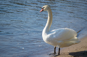 Fototapeta premium The Mute Swan (Cygnus Olor)