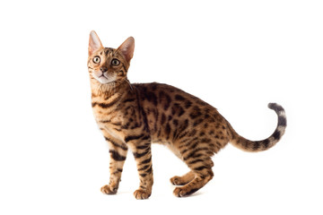 Bengal cat on white background