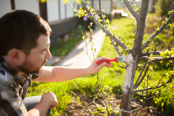 Whitewash of the tree trunk, man working in the garden.