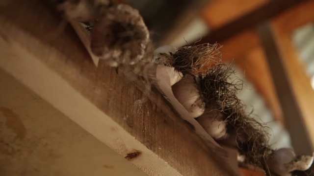 Fresh garlic - close up - low angle