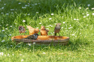 Baden in der Vogeltränke