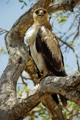 Tawny Eagle