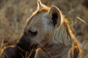 Spotted hyaena baby