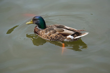 Wild duck swims in the lake