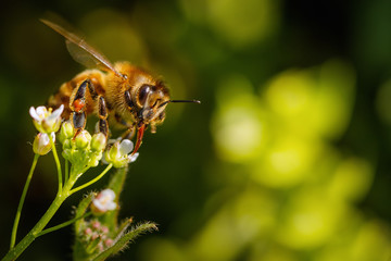 Bee on a white flower collecting pollen and gathering nectar to produce honey in the hive