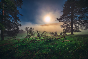 Forest landscape and morning fog in spring