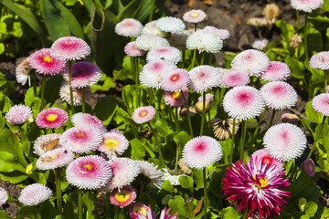 Pink Bellis perennis a common pompom type daisy herbaceous perennial hardy garden flower plant
