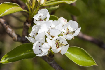 White apple blossom flowers in bloom during springtime