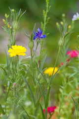 Bunte Wildblumen