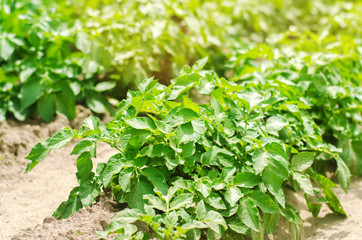 Fototapeta premium bush plant of young potato growing in the field, farming, agriculture, vegetables, eco-friendly agricultural products, agroindustry, mineral fertilizer, closeup