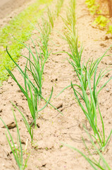 young green leek or onions growing in the field or garden, farming, agriculture, vegetables, eco-friendly agricultural products, agro-industry, close-up