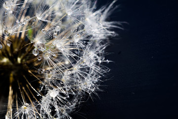 Obraz premium White Dandelion with Water Drops