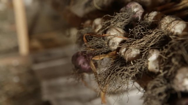 Fresh garlic - soil on the bulbs