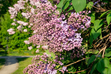 Fototapeta premium purple blooming lilac